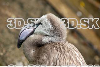 Head texture of gray flamingo 0002